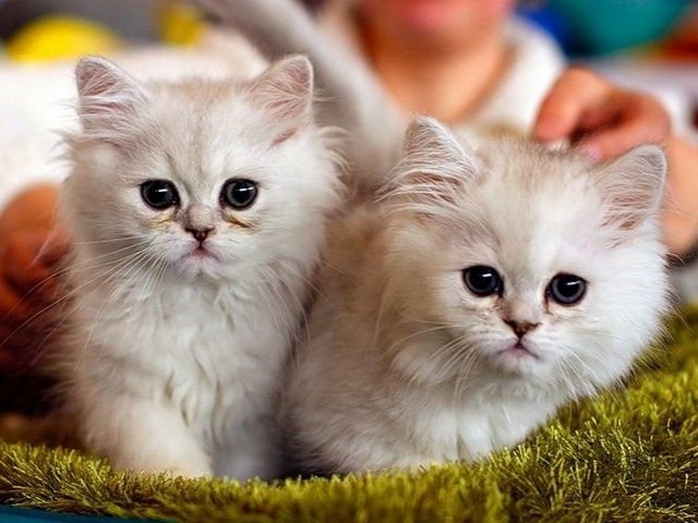 Породы кошек в Минусинске | ЗооТом портал о животных