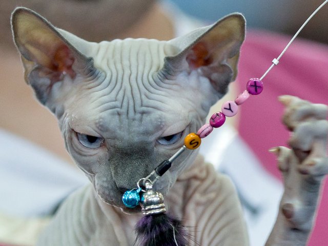 Выставки кошек в Минусинске | ЗооТом портал о животных