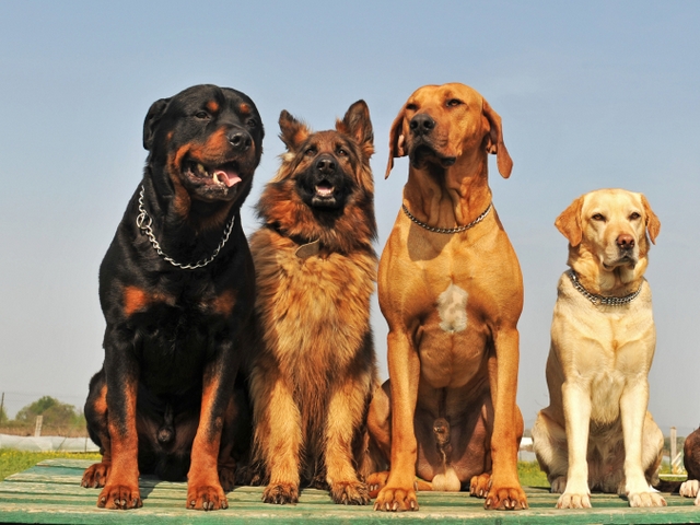 Крупные породы собак в Минусинске | ЗооТом портал о животных